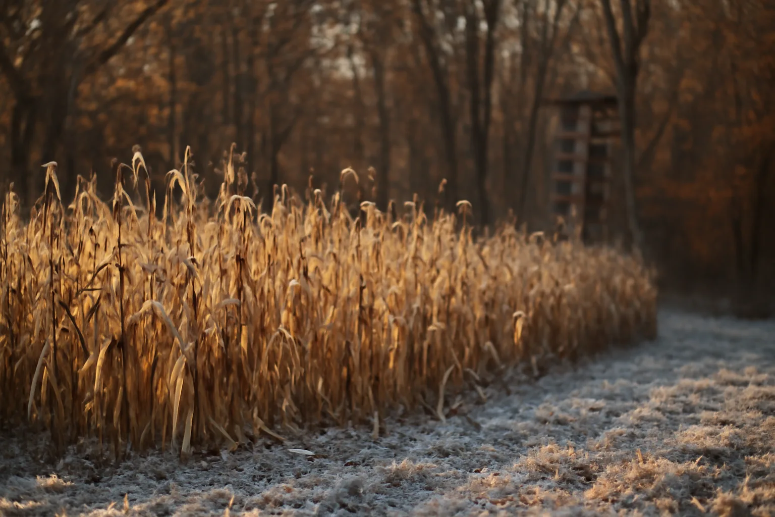 Standing corn food plot at field edge with timber and a hunting stand nearby