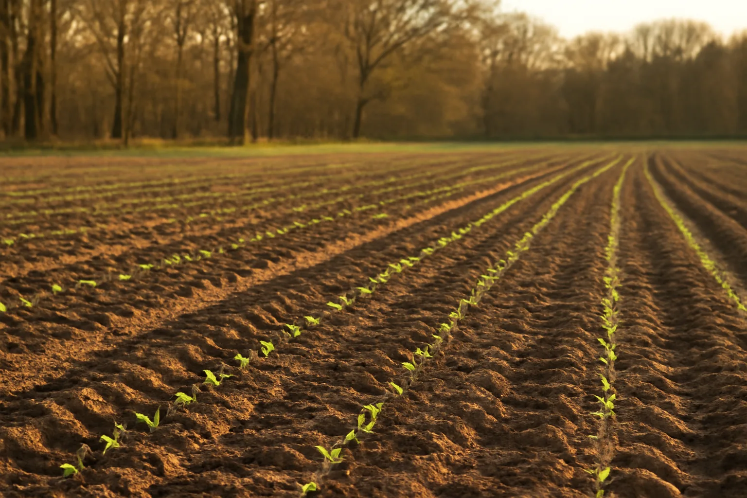 Freshly planted biologic deer plot field bordered by autumn hardwood timber at golden hour