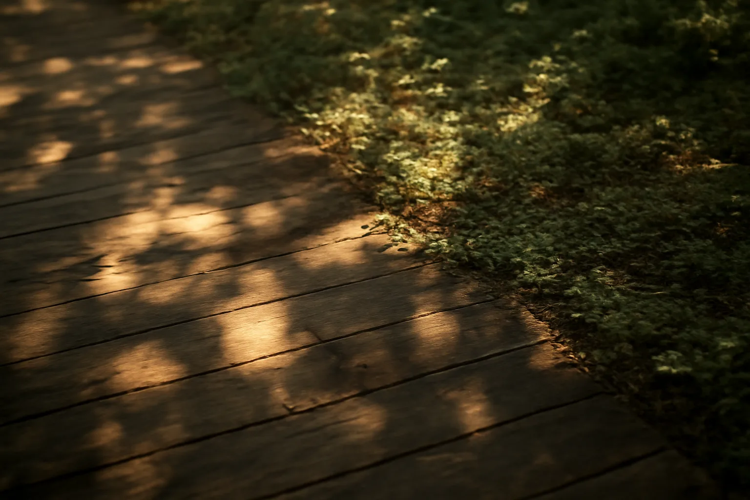 sparse groundcover growing under a shaded hardwood canopy, illustrating a full shade food plot mix challenge