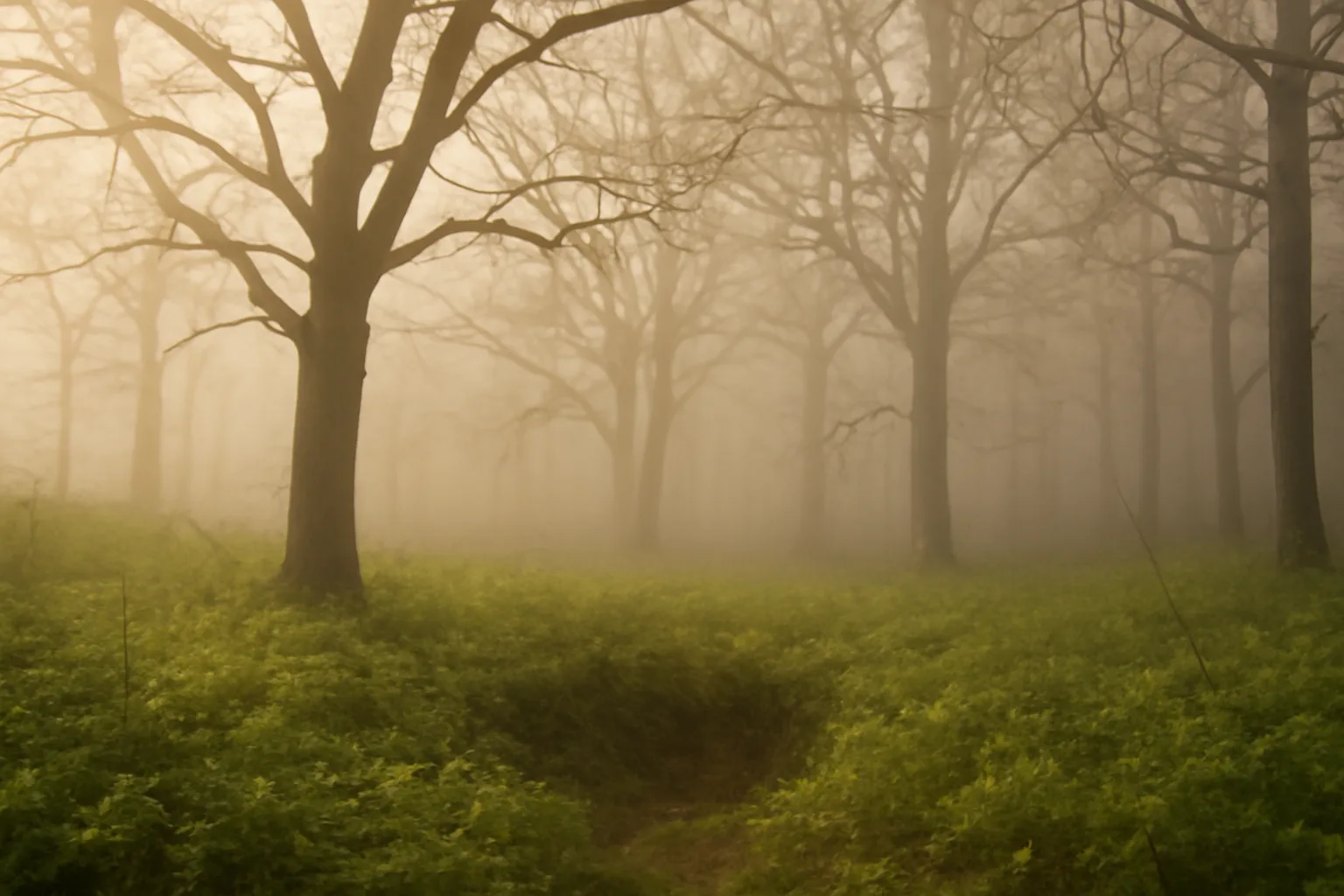 Foggy hardwood ridge with hinge-cut trees and fresh browse growth attracting deer naturally