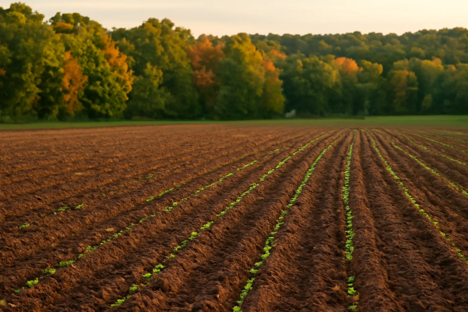 Freshly tilled Kentucky food plot ready for late summer planting near a wooded ridge